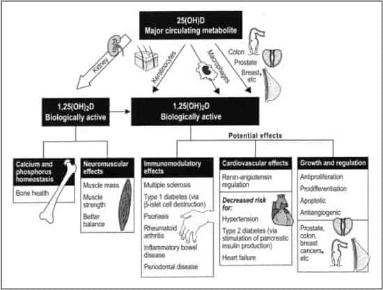 Functions-of-Vitamin-D1