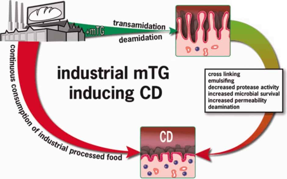 What Is Meat Glue (Transglutaminase)? And Is It Gluten-Free?