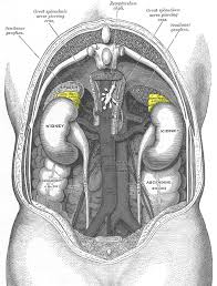 adrenal glands