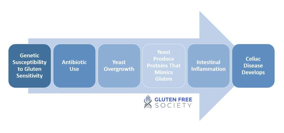 do antibiotics cause gluten intolerance?