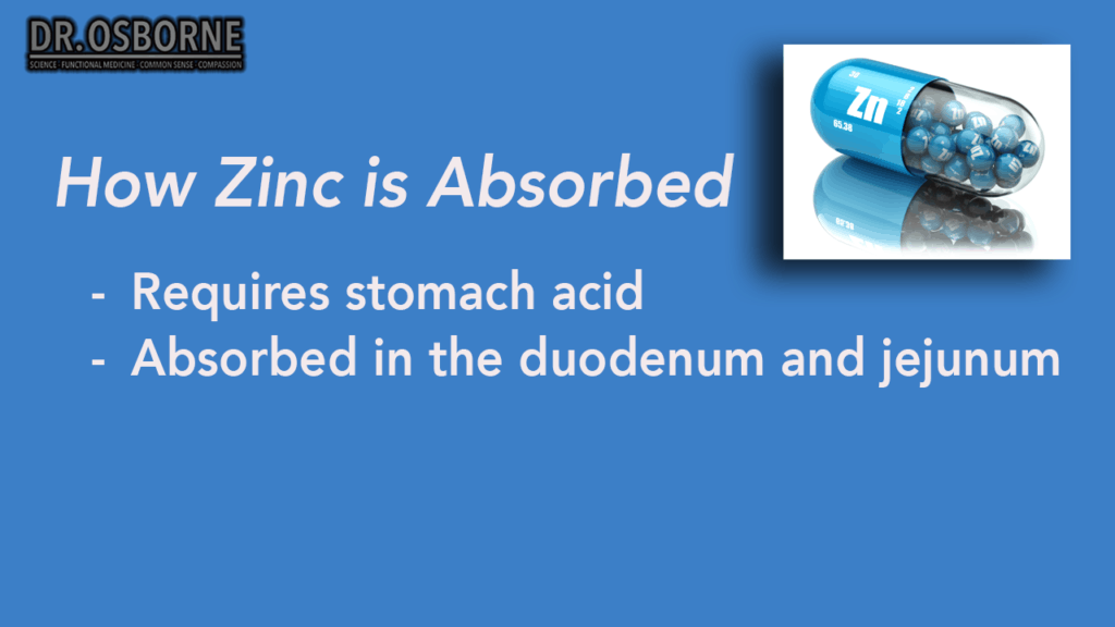 how zinc is absorbed