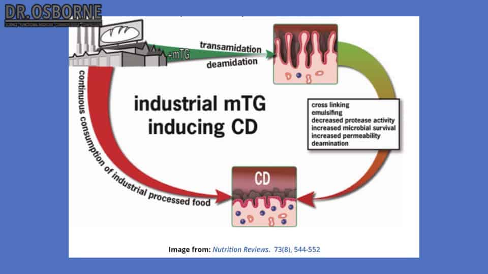 mTG inducing celiac disease