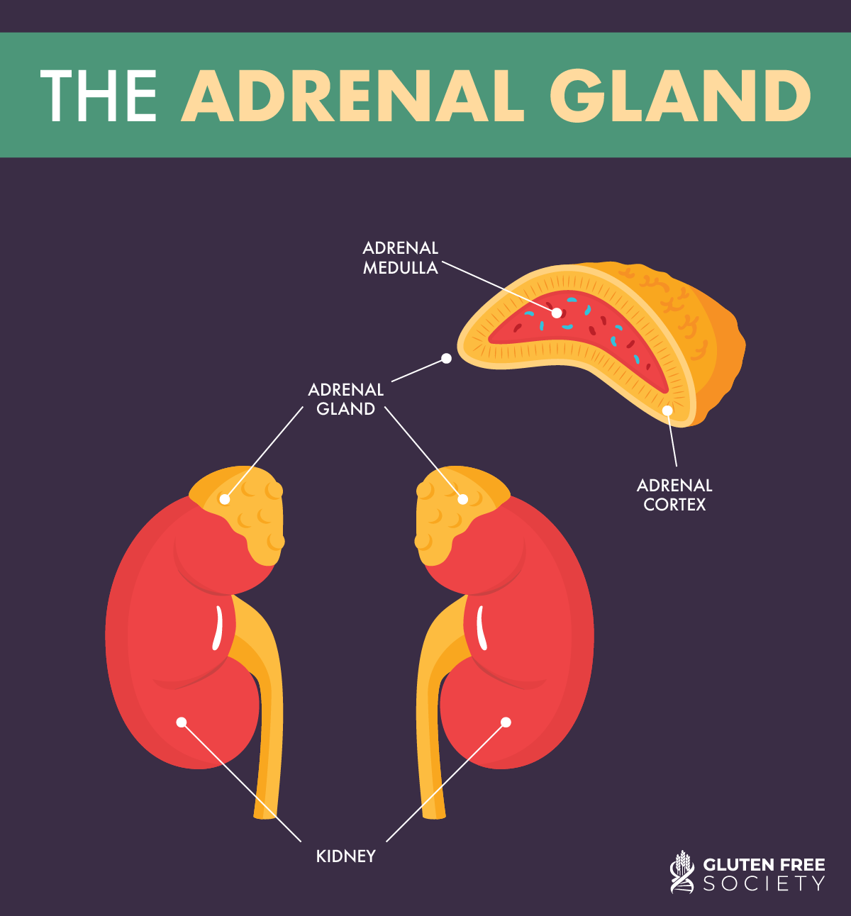 Is Adrenal Fatigue a Gluten Problem? - Gluten Free Society