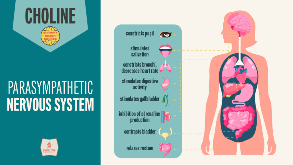Diagram showing how choline supports the parasympathetic nervous system, including digestion, heart rate regulation, salivation, and bladder function.