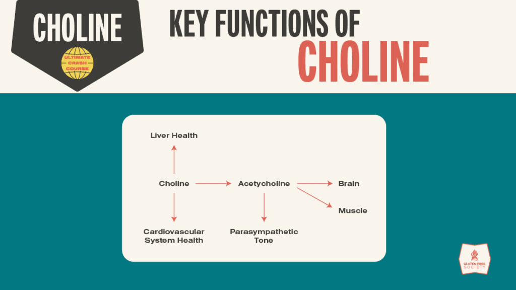 Infographic showing key functions of choline, including liver health, acetylcholine production, cardiovascular support, and brain and muscle function.