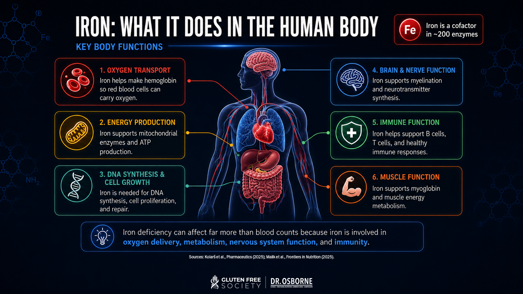 Functions of iron in the body