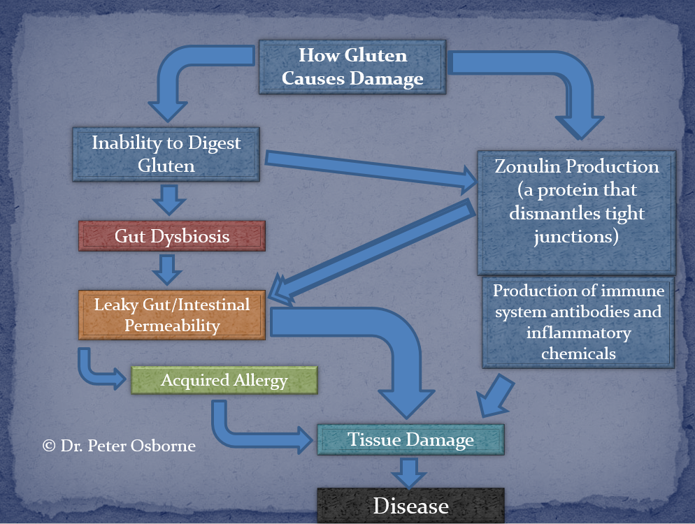 How Gluten Causes Damage