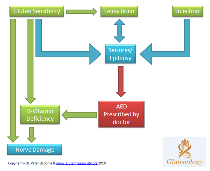 Seizures and Gluten Diagram