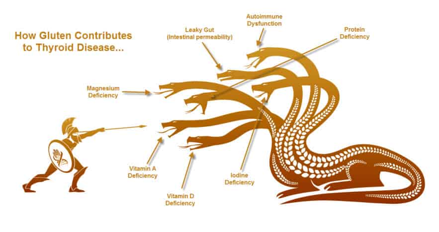 Thyroid and gluten hydra