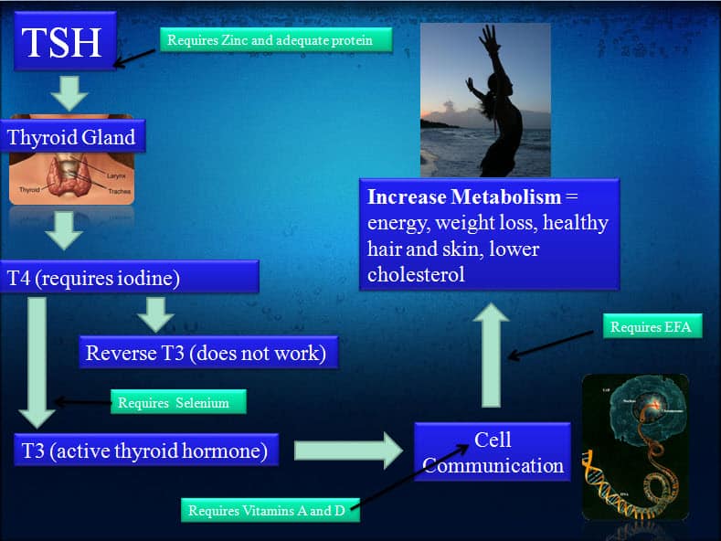 Thyroid Diet After Surgery