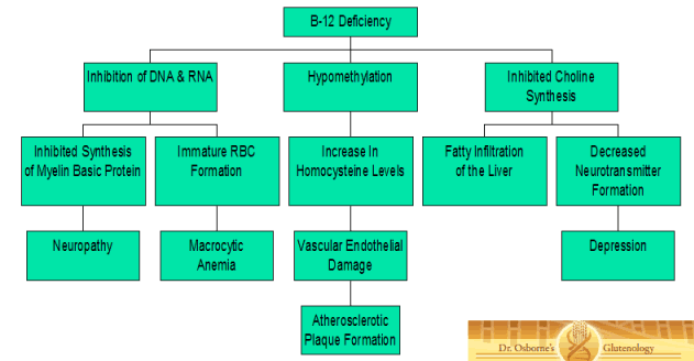 Why is vitamin B12 important?