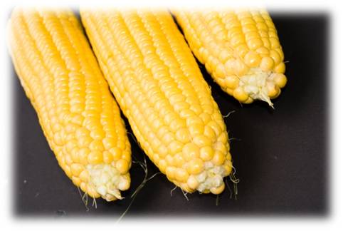 is maize meal gluten free