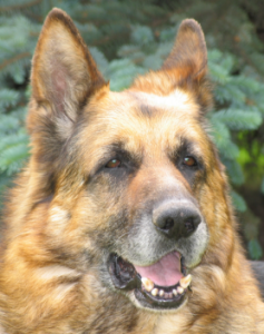 dogs detecting gluten