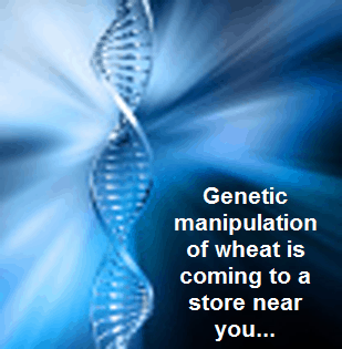 genetic manipulation of gluten