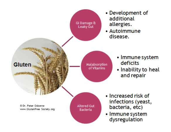 immune system and gluten